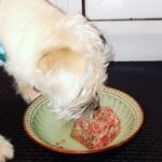 Premium Raw Dog Food Delivery and Dog Food Stores in Florida